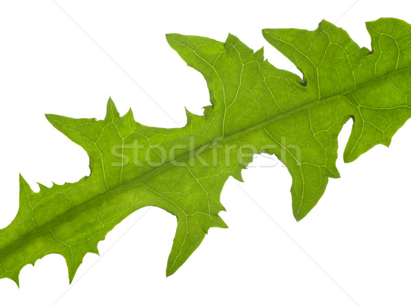 macro dandelion leaf Stock photo © prill