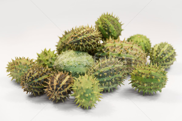 prickly cucumber fruits Stock photo © prill