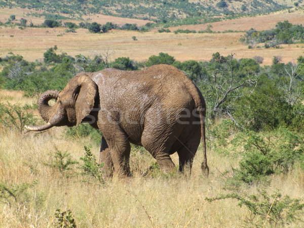 Elephant in South Africa Stock photo © prill