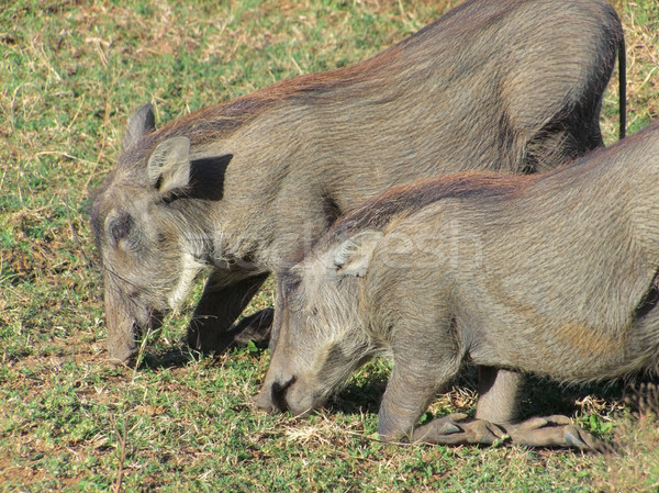 Sudafrica erboso africa suino african safari Foto d'archivio © prill