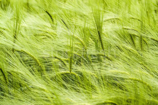 Cebada campo detalle fotograma completo verde primavera Foto stock © prill