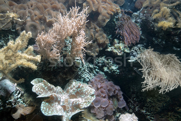 Coral reef detail Stock photo © prill