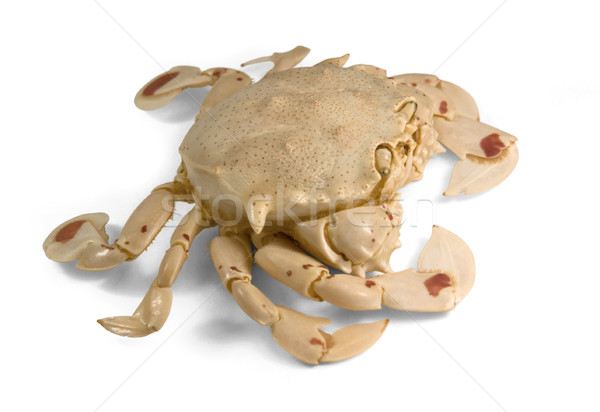 moon crab in white back Stock photo © prill