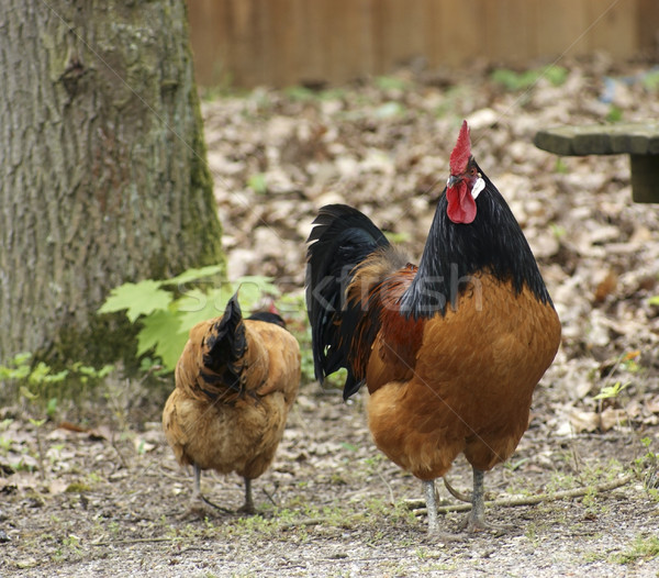 multicolored chickens in natural back Stock photo © prill