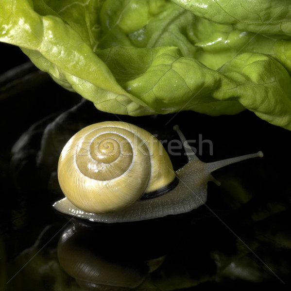 Gelb Hain Schnecke Salat Studio Fotografie Stock foto © prill