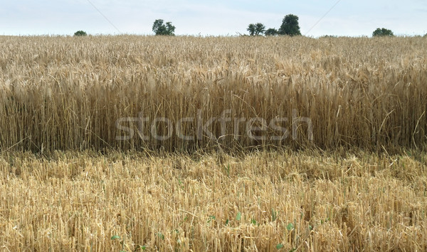 wheat detail at summer time Stock photo © prill