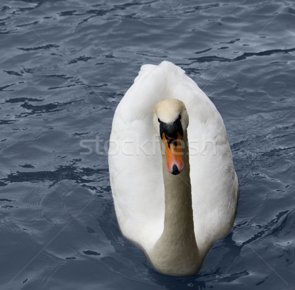white swan in blue water Stock photo © prill