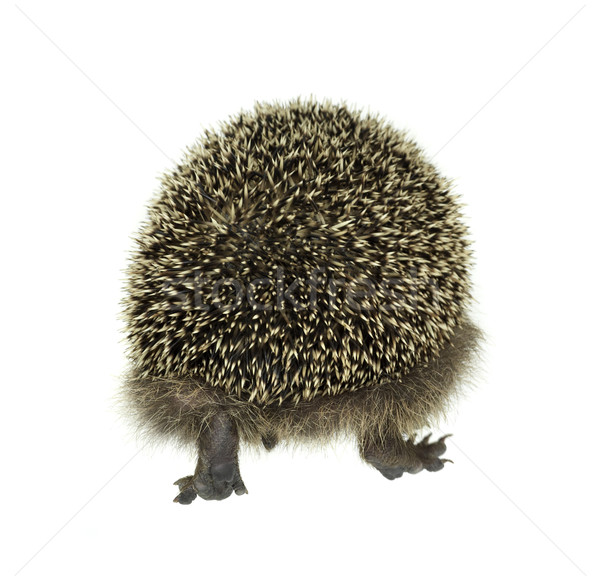 hedgehog walking away Stock photo © prill
