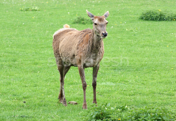 Red Deer on green grassland Stock photo © prill