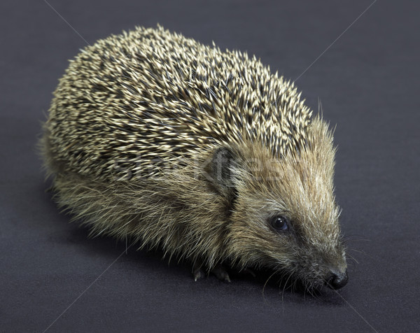 hedgehog in dark back Stock photo © prill