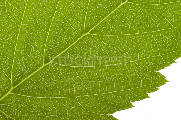 green macro leaf Stock photo © prill