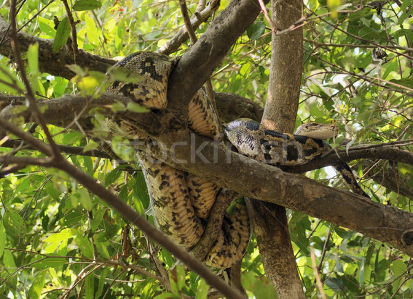 Foto stock: Indio · pitón · serpiente · árbol · forestales · soleado
