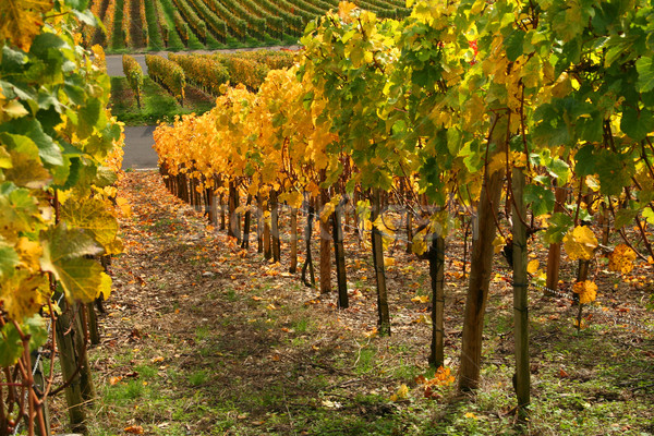 осень виноградник декораций идиллический сельский красочный Сток-фото © prill