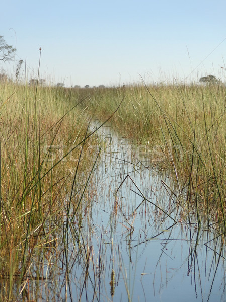 Okavango Delta Stock photo © prill