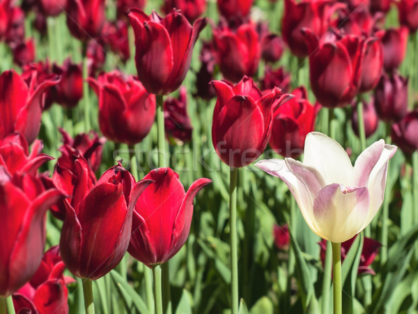White tulip against red tulips Stock photo © Pruser