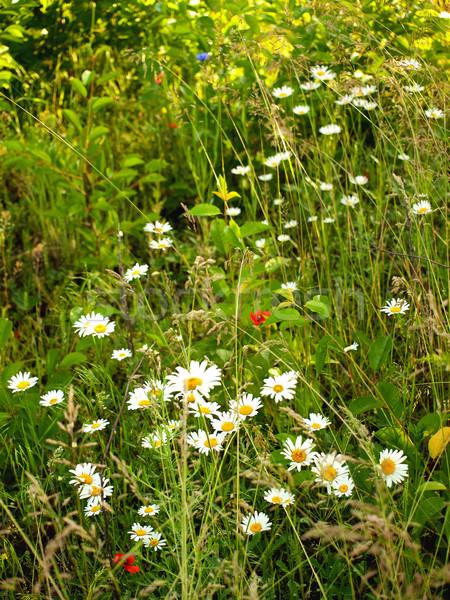 Campo denso grama verde de manhã cedo flor grama Foto stock © Pruser