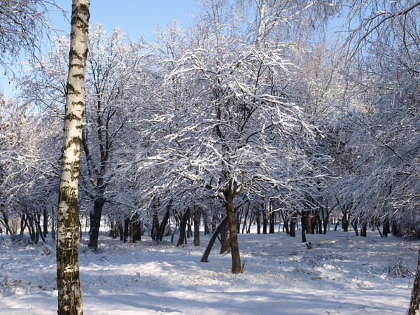 Inverno árvore bétula natureza sol Foto stock © Pruser