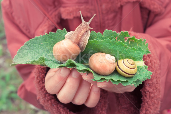 Liści dziewczyna powłoki ślimak odkryty Zdjęcia stock © przemekklos