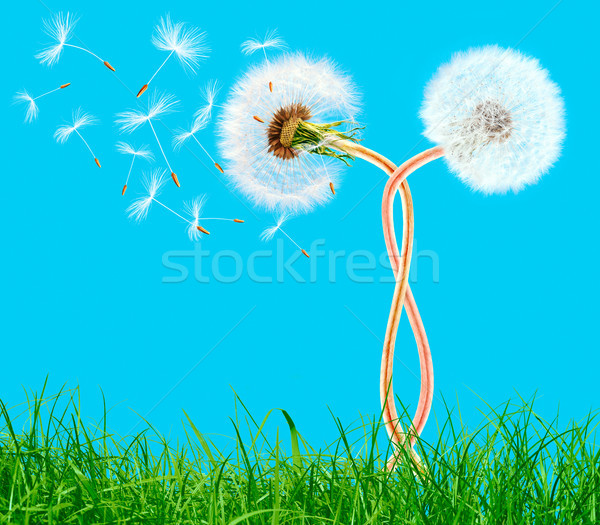 Paardebloemen gras blauwe hemel hemel voorjaar natuur Stockfoto © przemekklos