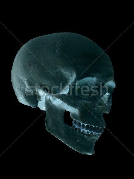 spooky cranium Stock photo © pterwort
