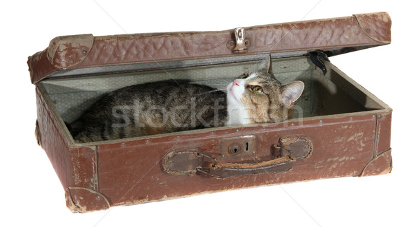 Cute huisdier oude koffer witte zomer Stockfoto © pterwort