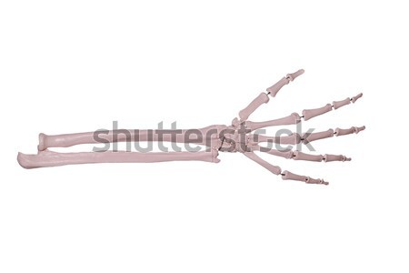 count 5- hand of bones Stock photo © pterwort