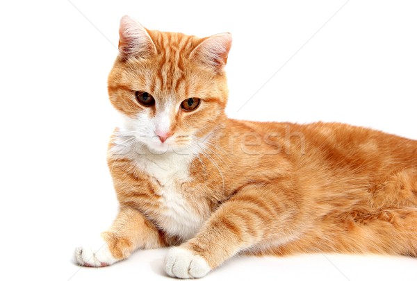 fascinated cat Stock photo © pterwort