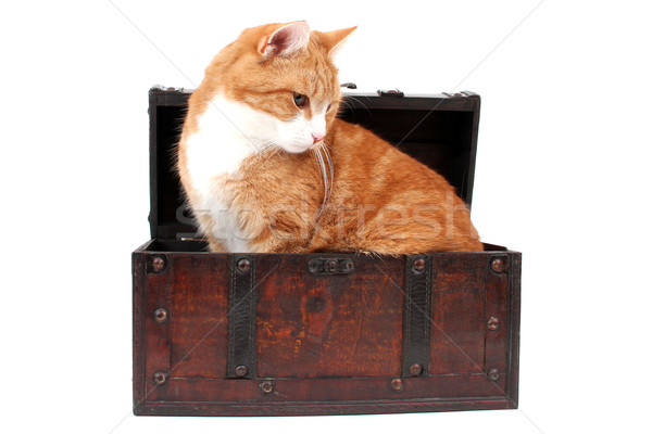 sweet red cat in treasure chest Stock photo © pterwort