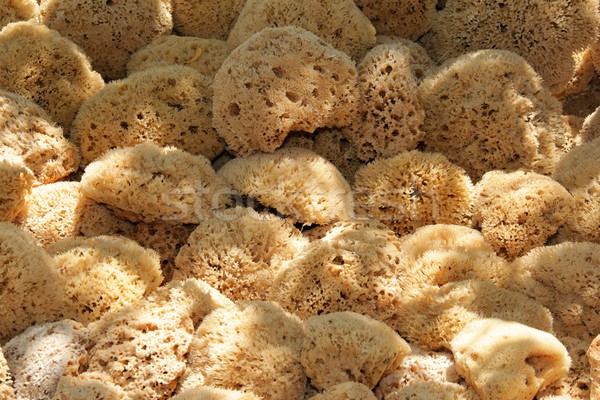 Naturalnych gąbki tekstury ciało morza brud Zdjęcia stock © pterwort