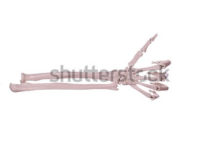 count 1- hand of bones Stock photo © pterwort