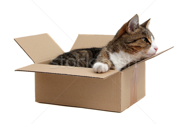 snoopy little cat in box Stock photo © pterwort