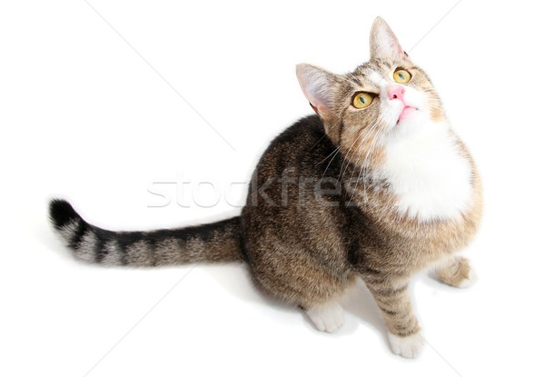 Pisică ochi păr roşu animal uite Imagine de stoc © pterwort