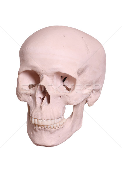 cranium Stock photo © pterwort
