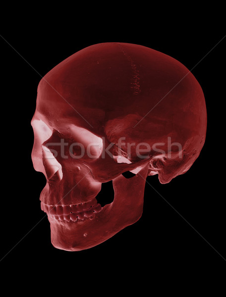 isolated red cranium Stock photo © pterwort