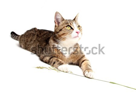 snoopy cat Stock photo © pterwort