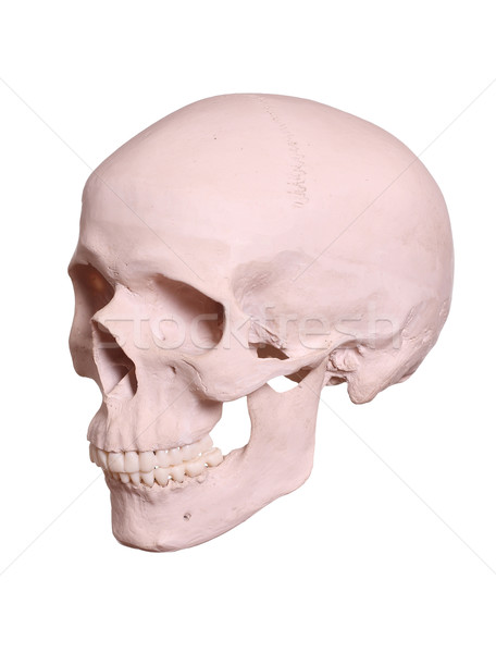 isolated cranium Stock photo © pterwort