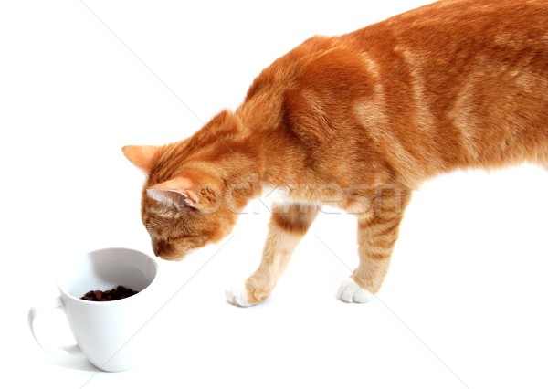 Stock photo: tomcat and cup