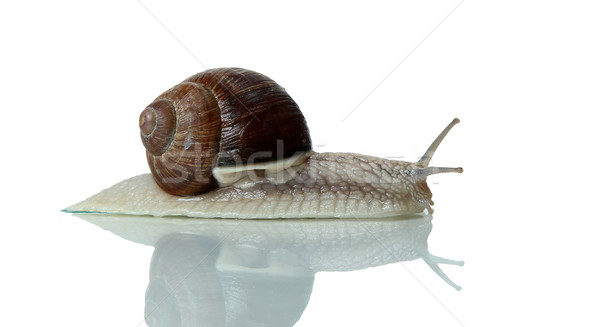 loonely snail Stock photo © pterwort