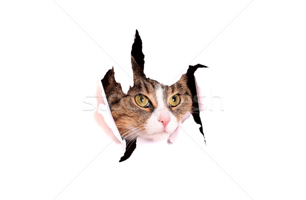 cat looking trough paper breakthrough Stock photo © pterwort