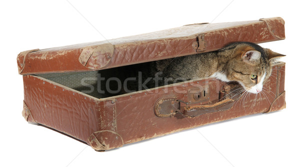 hungry pet in old brown suitcase Stock photo © pterwort