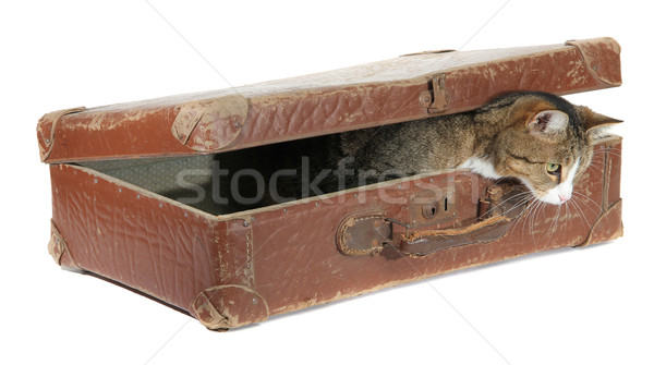 [[stock_photo]]: Faim · animal · vieux · brun · valise · blanche