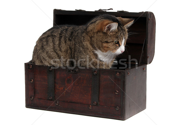 Zoete kat schatkist dier borst geval Stockfoto © pterwort