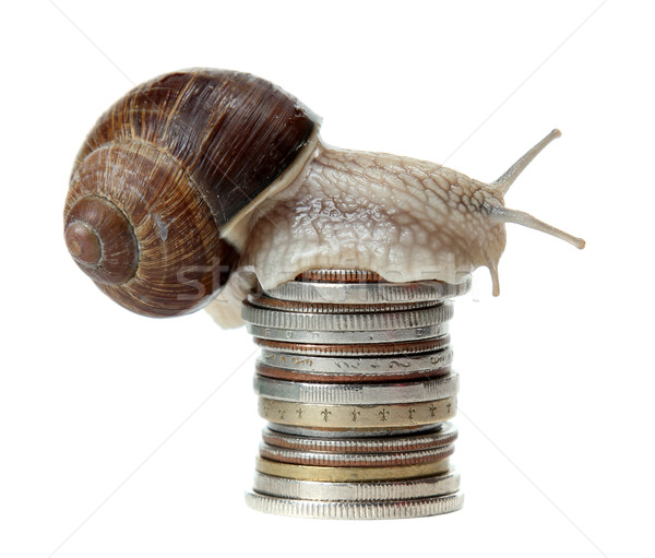 Stock photo: snail with coins