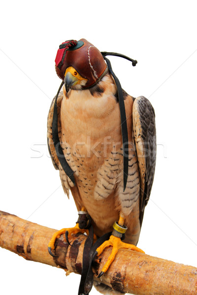 Vogel Beute Feder Vögel Tiere Freiheit Stock foto © pterwort