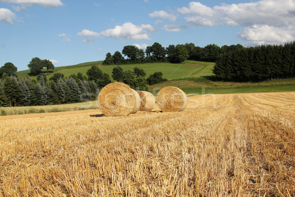 Foto stock: Paca · paja · campo · alimentos · hierba · naturaleza