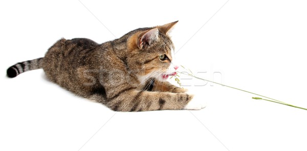 cat and blade of grass Stock photo © pterwort