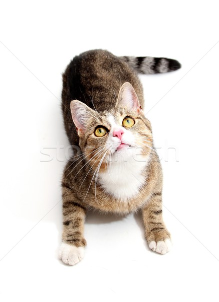 Kedi göz saç kırmızı hayvan bakmak Stok fotoğraf © pterwort