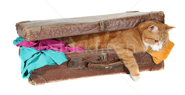 snoopy tomcat in old suitcase with clothes Stock photo © pterwort