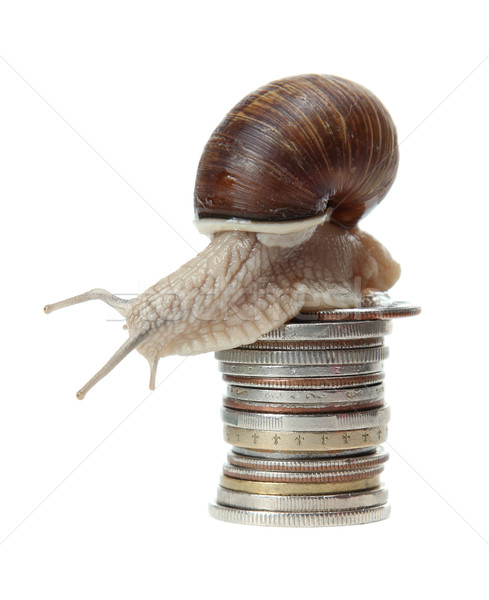 snail with coins Stock photo © pterwort