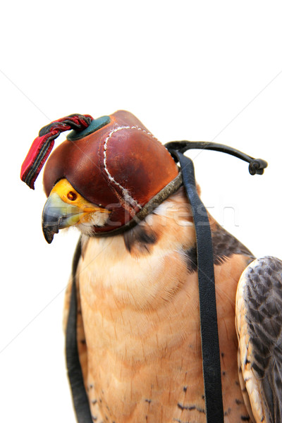 Ptaków zdobycz Pióro zwierząt wolności cap Zdjęcia stock © pterwort